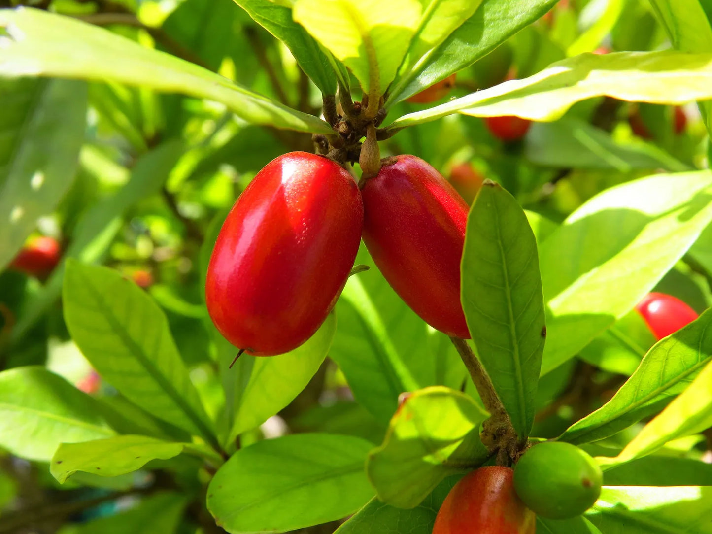 Box of 5 Berries